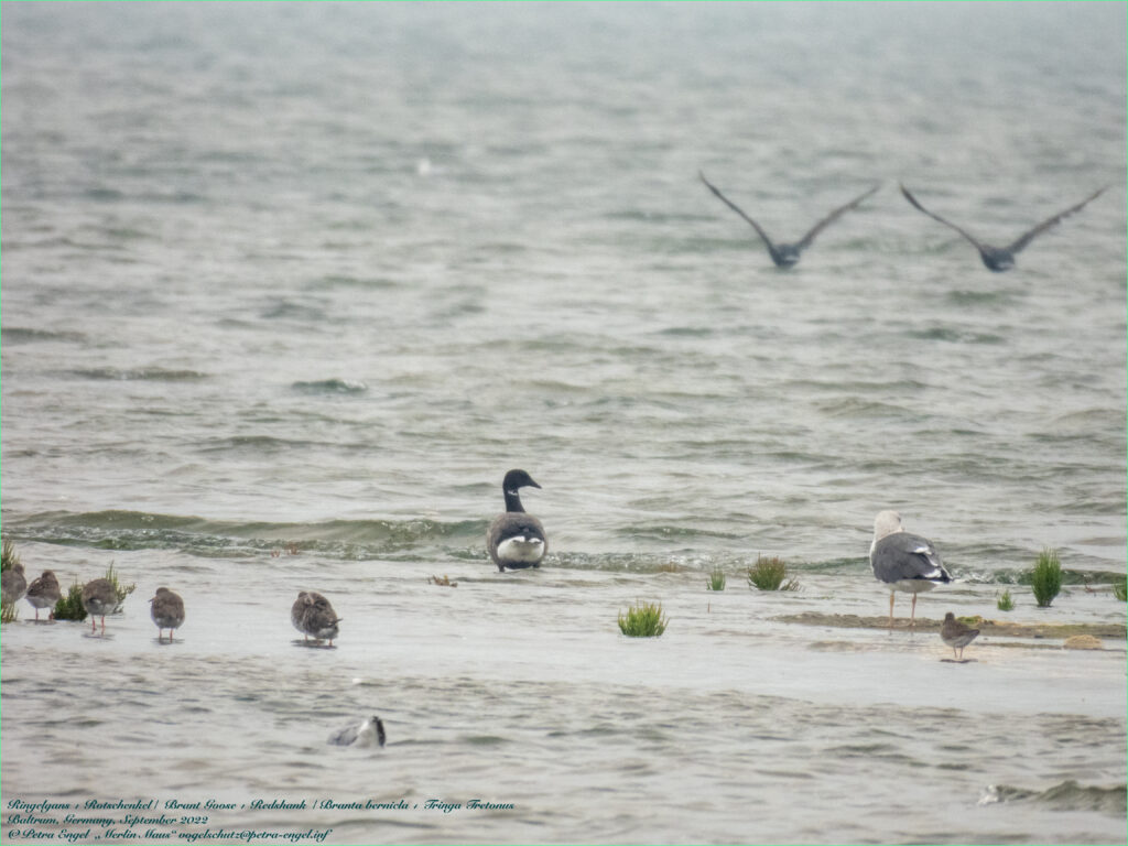 Ringelgans mit Rotschenkeln und Möwen bei schlechtem Wetter am Hochwasserrastplatz