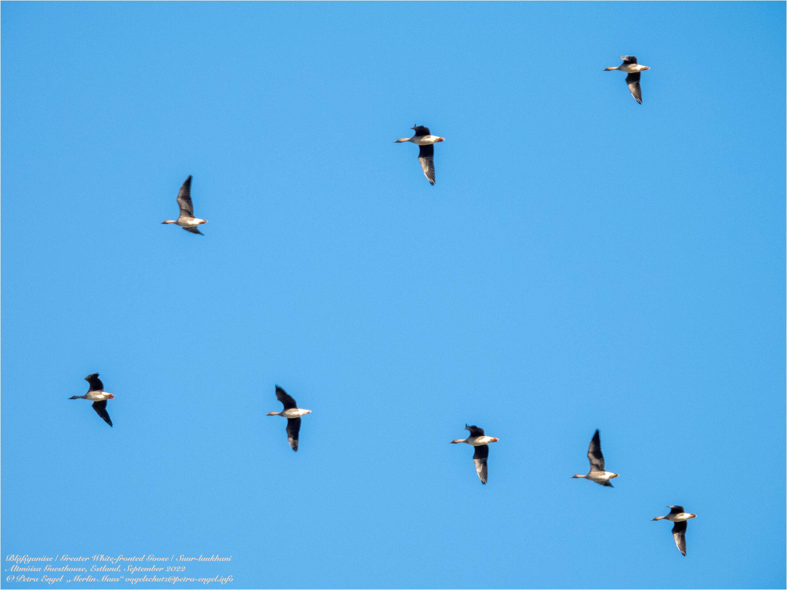 Birdingtours Estland: Anreise, Vogelzug, Elch, Wölfe & Sperlingskauz