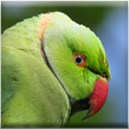 Vogelflausch – Der Blog der Vogelflüsterin  
