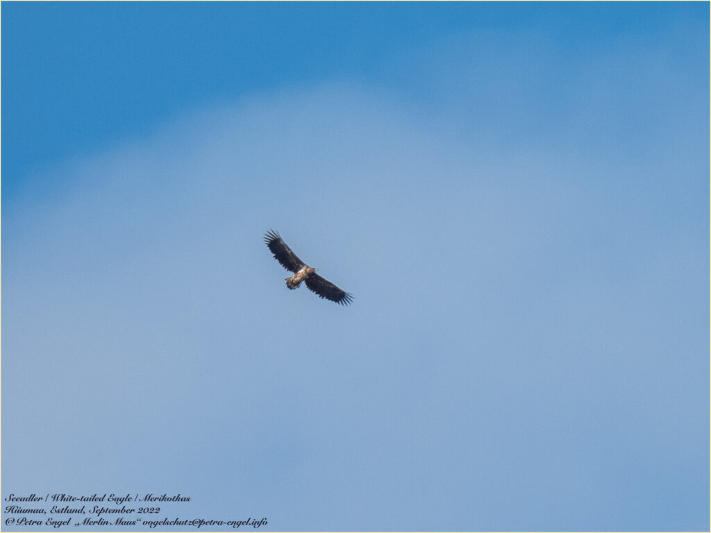 Seeadler kreist über der Ostsee bei Hiiumaa