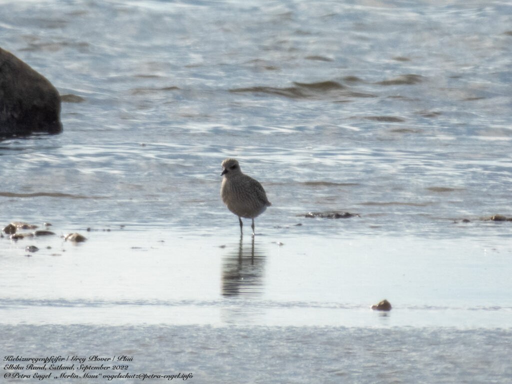 Kiebitzregenpfeifer am Strand von Elbik