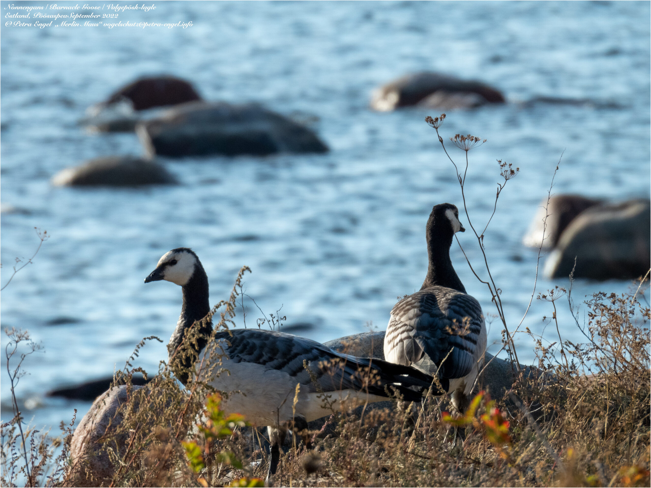 Birdingtours Estland: Kleinvogelzug, Limikolen am Strand & Luchs in der Nacht