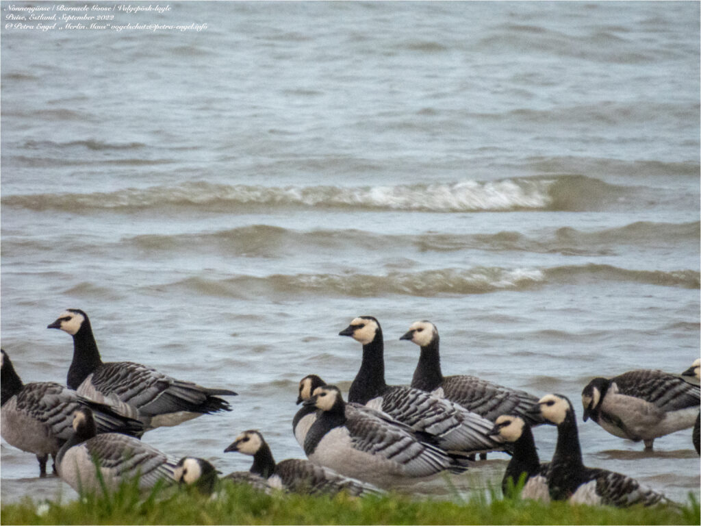 Nonnengänse im Regen bei Puise nina in Estland