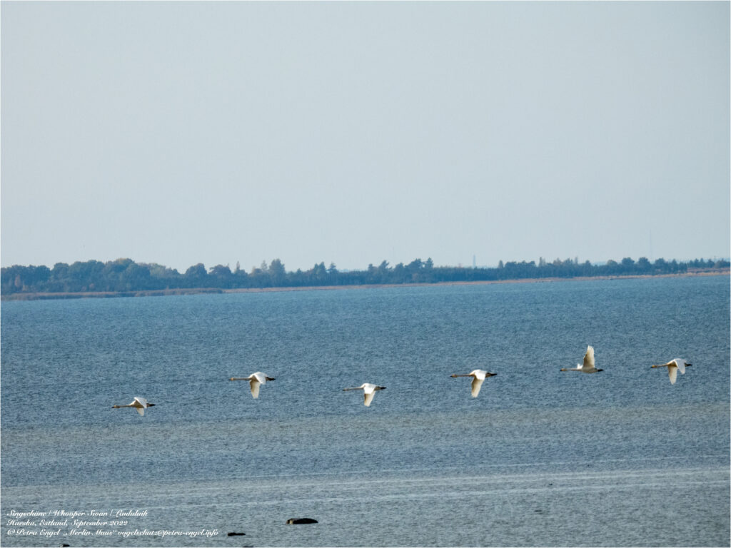 Singschwäne fliegen im Matsalu Nationalpark, Estland.