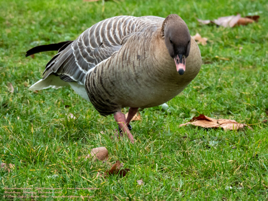 Eine Kanadagans auf der Wiese.
