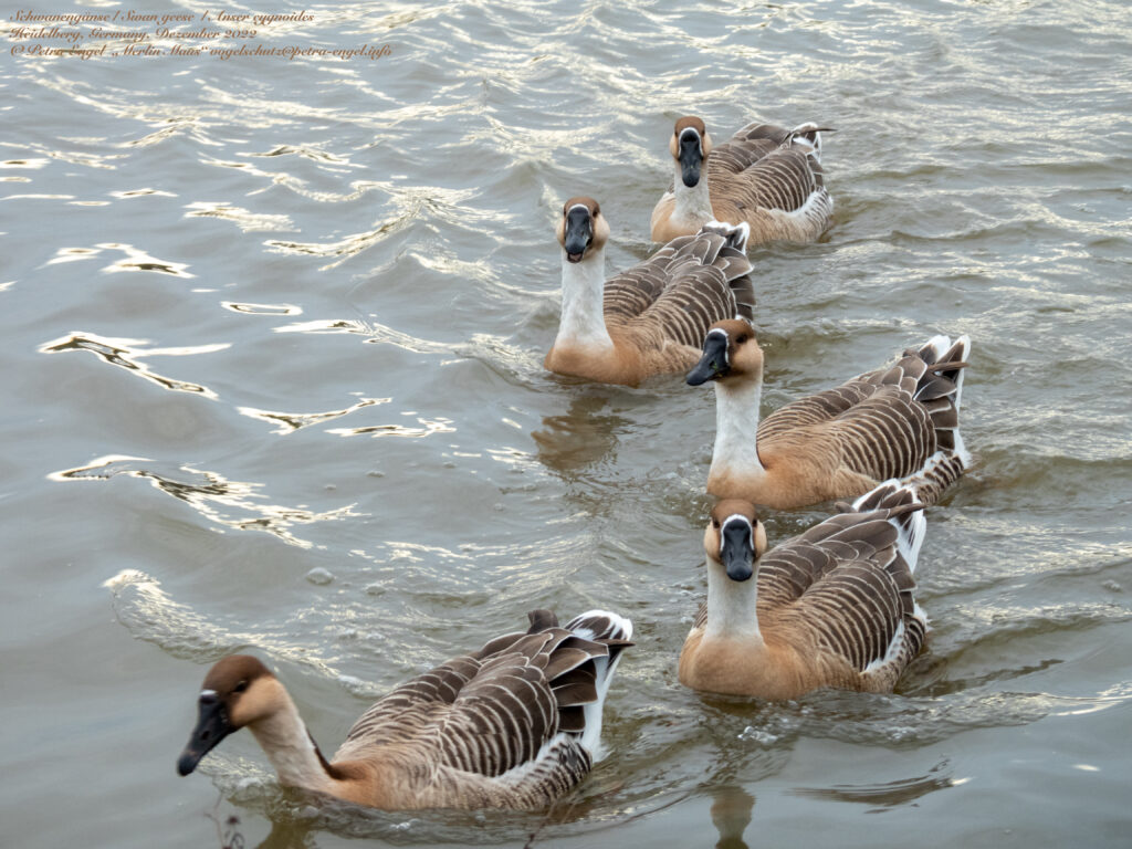 Ein kleiner Trupp Schwanengänse schwimmt auf der Neckar.