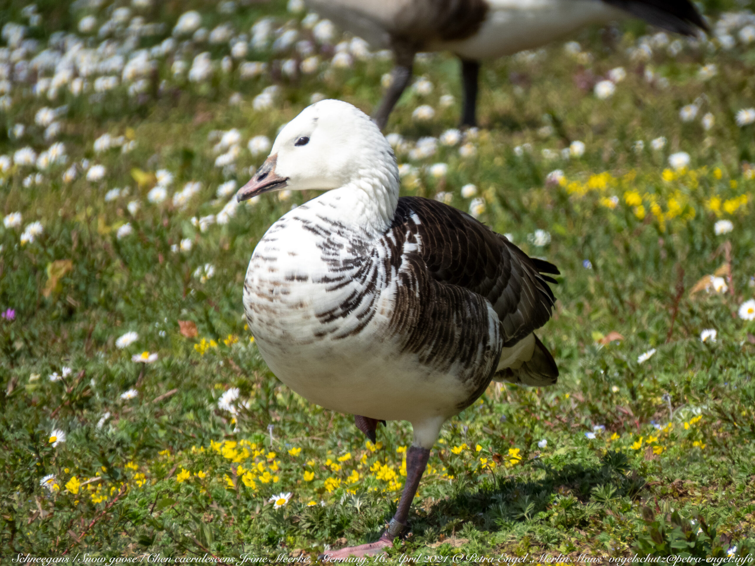 Schneegans auf einer Wiese stehend